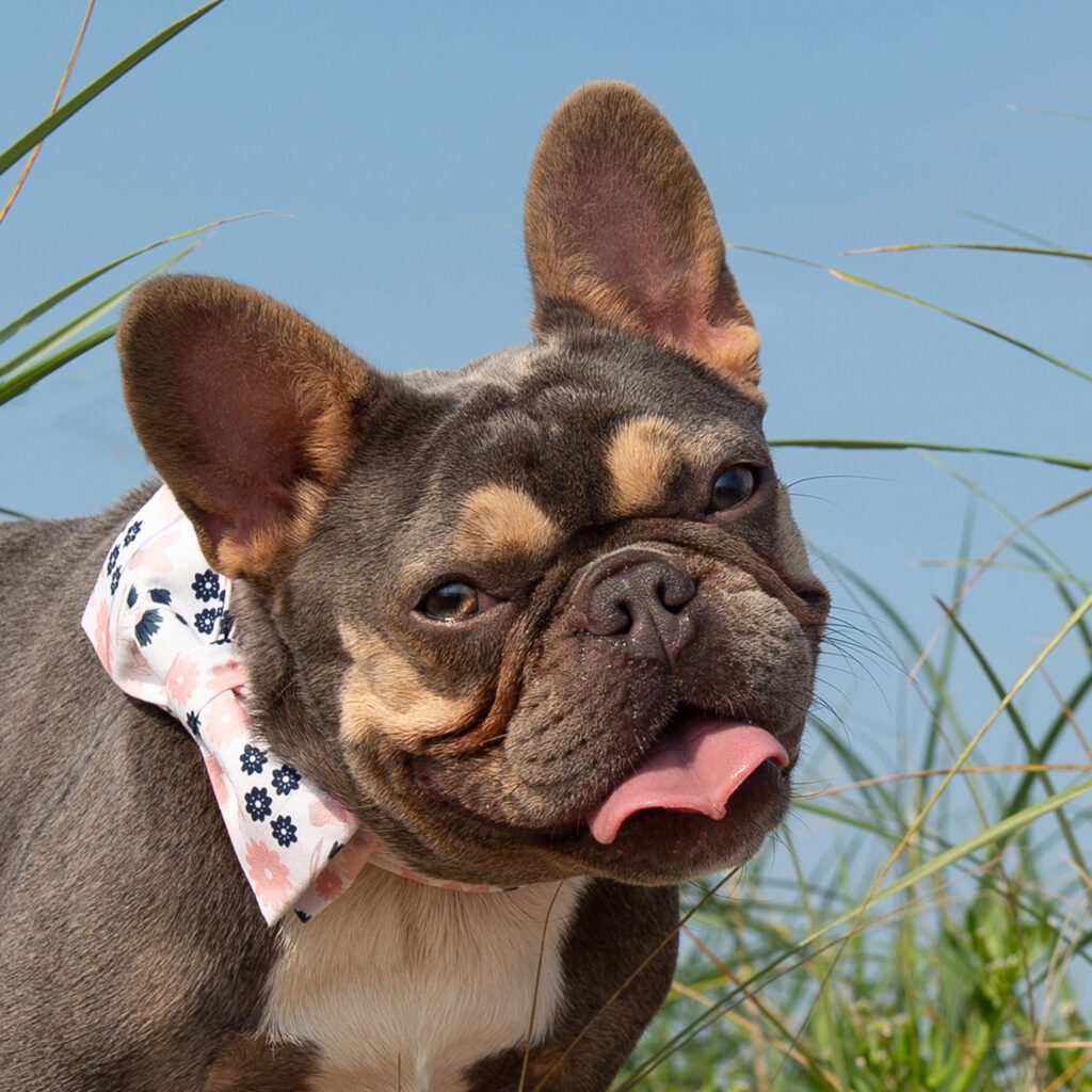 Frenchie portia during her beach portrait session at Plum Island, Ipswich, MA