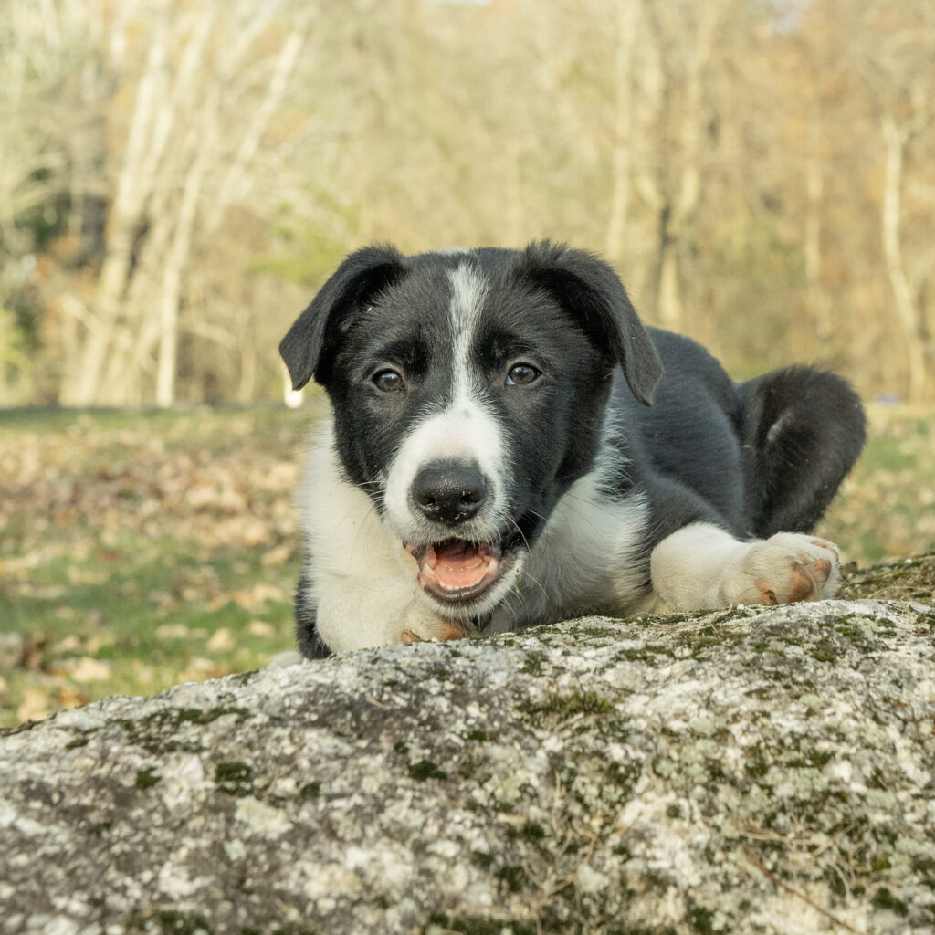 border collie puppy portrait taken in Manchester, NH by dog photographer Donna Kelliher