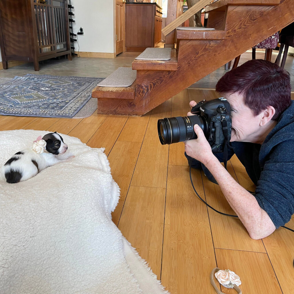 behind the scenes of a dog photography session with a 5 wk old paillon puppy