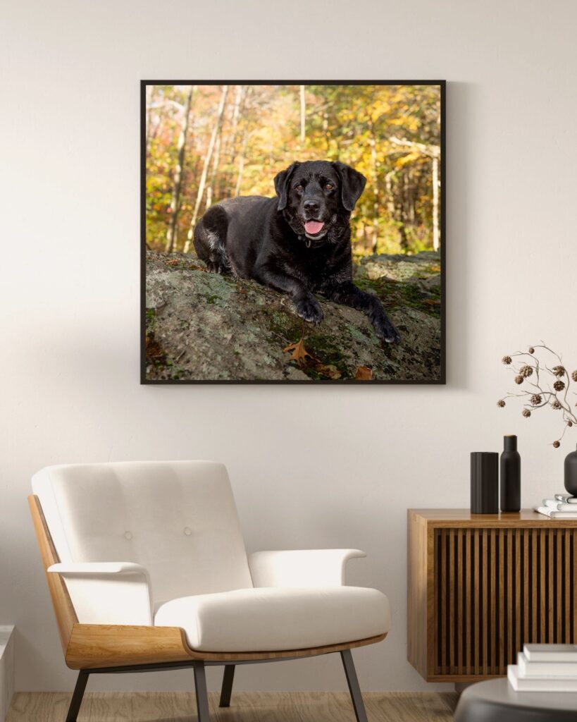 Black lab fall portrait on the wall at home
