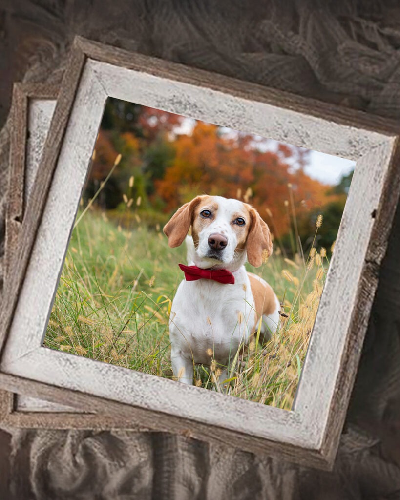 barn wood framed beagle photographed in the fall grasses in Lexington, MA