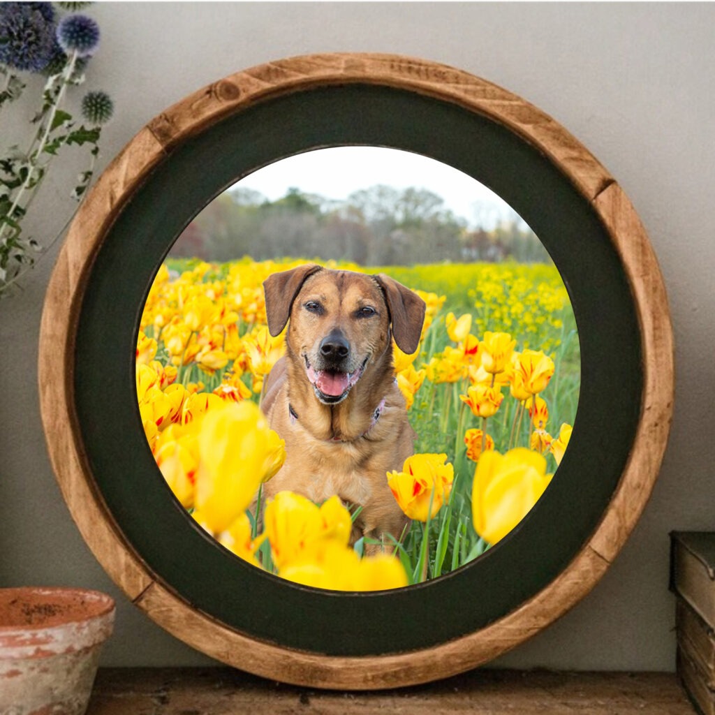 a barnwood  round from Farmhouse Frames of a labrador retriever in a field of tulips during a portrait session in Newburyport, Massachusetts