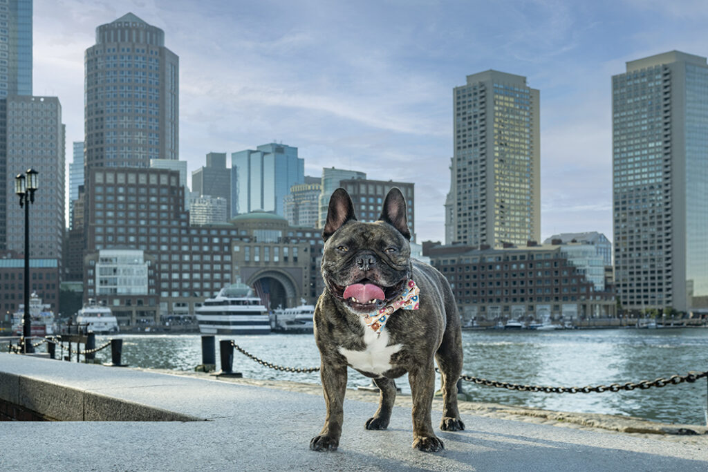 The SOWA Open Market is a great dog friendly day trip
