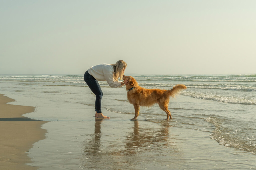 senior dog photography golden retriever portrait