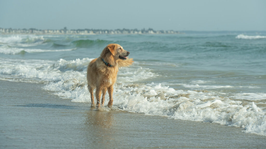 One of our dog friendly day trips will take your dog to Ogunquit, ME