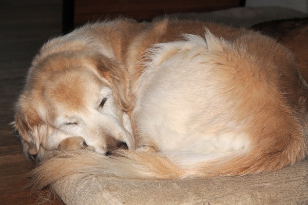 my 'special' dog, Casey in a quiet moment
