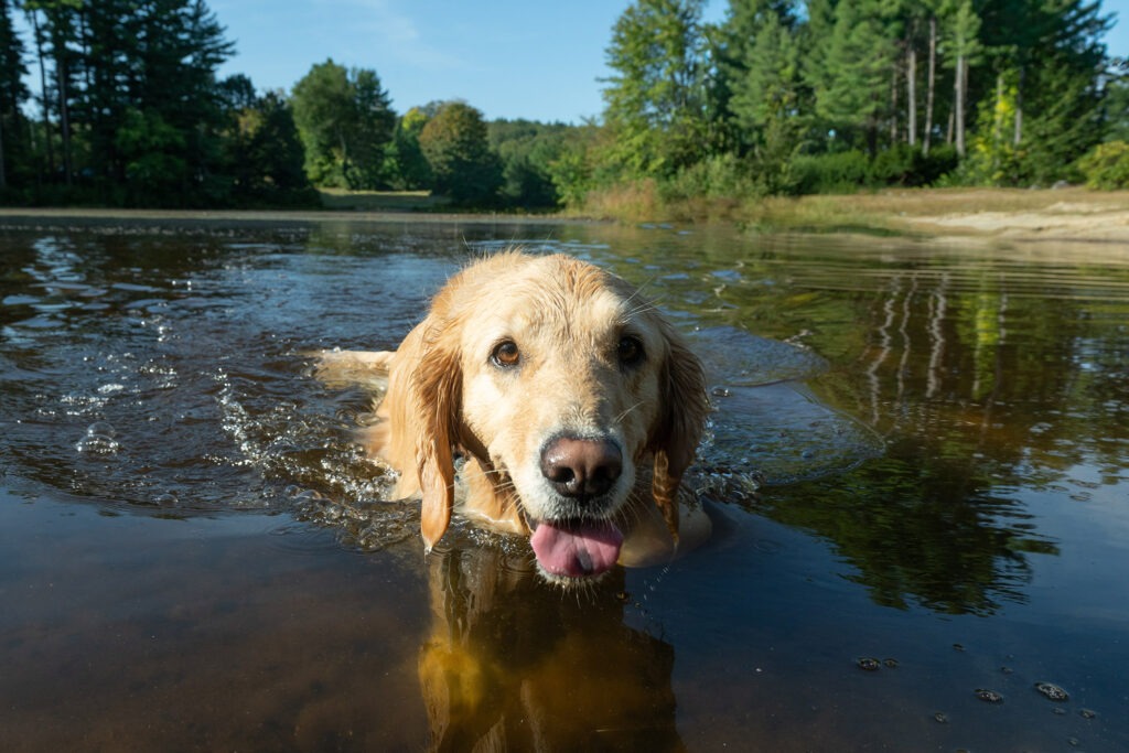 the celebrated therapy dog Amber enjoying her fall dog photography session in Chester, NH
