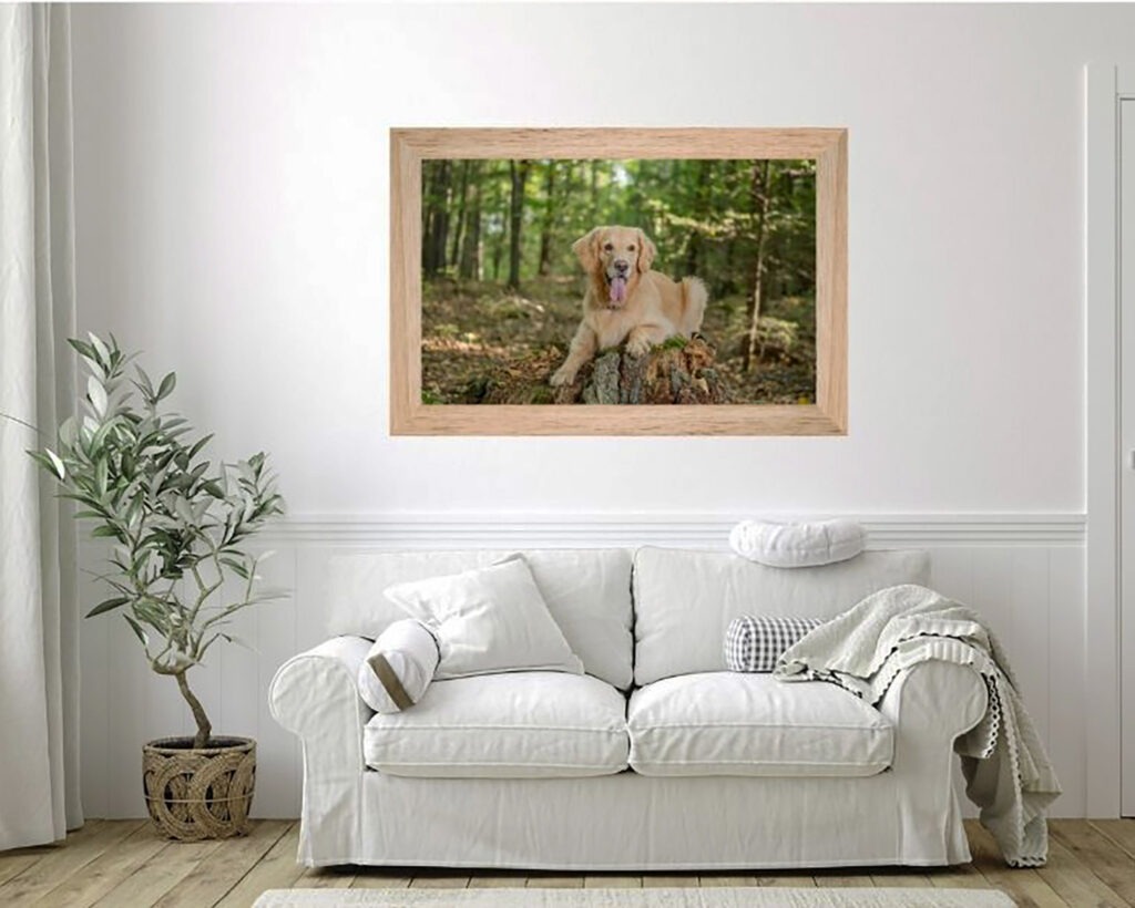 A session that celebrated the bond between Golden Retriever Amber and her mom and dad.