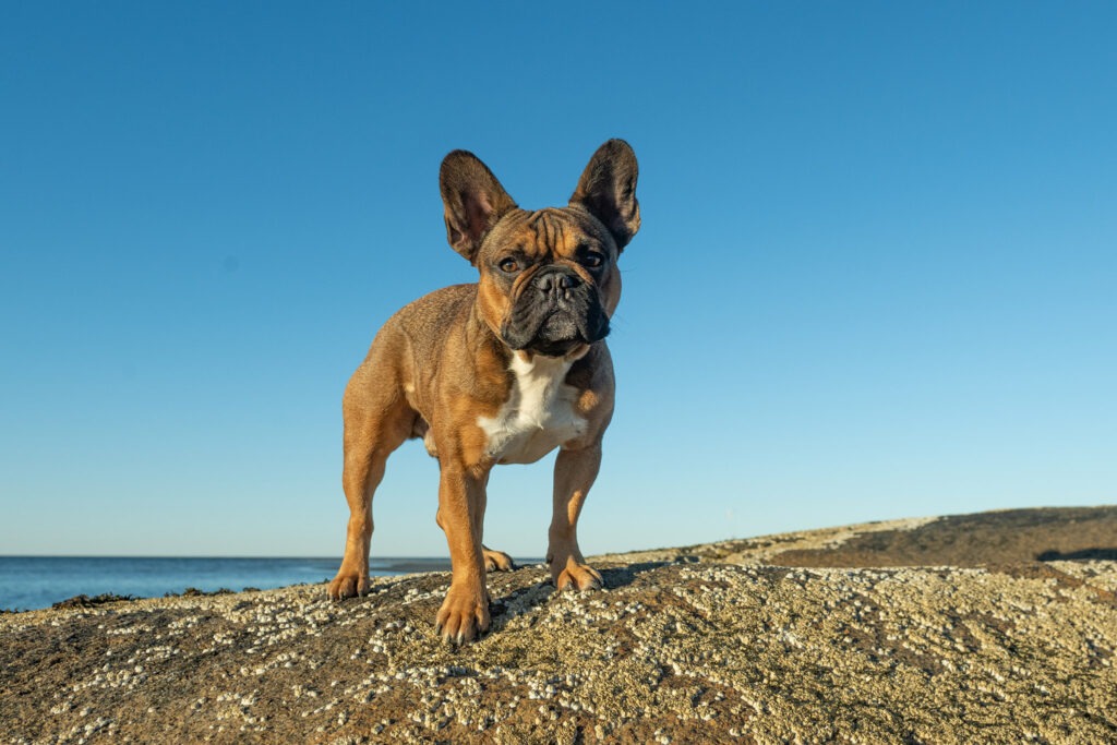 Romeo the Frenchie supermodel during his session with pet photographer Donna Kelliher Photography
