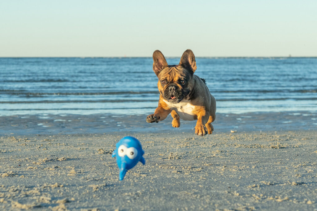 Romeo the Frenchie during his session with pet photographer Donna Kelliher at Wingaersheek Beach
