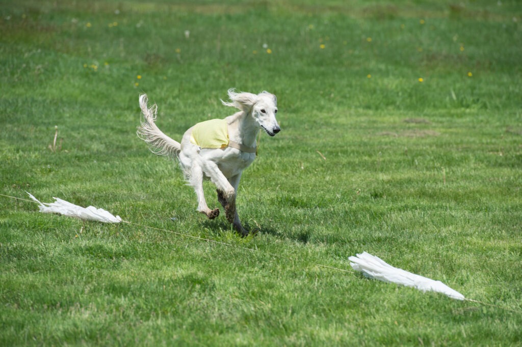 photographing working dogs is a specialty of mine, here a saluki chases a lure during a Lure Coursing event. 
