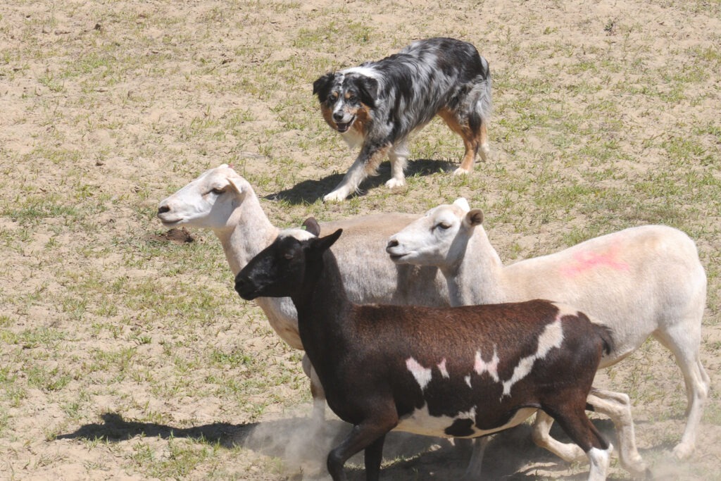 working dog herding sheep, australian shepherd
