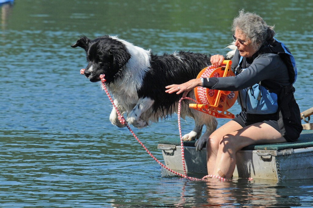 a Newfoundland dog leaps from a boat during a water working dog test
