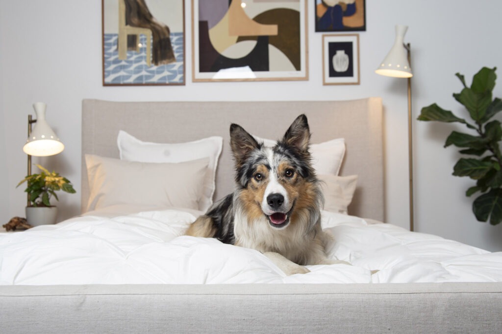 businesses featuring pets tend to have an increase in consumer trust