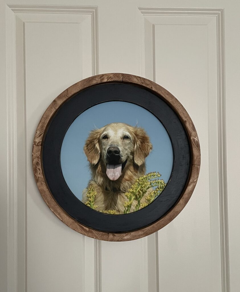 senior dog photography heirloom wall art