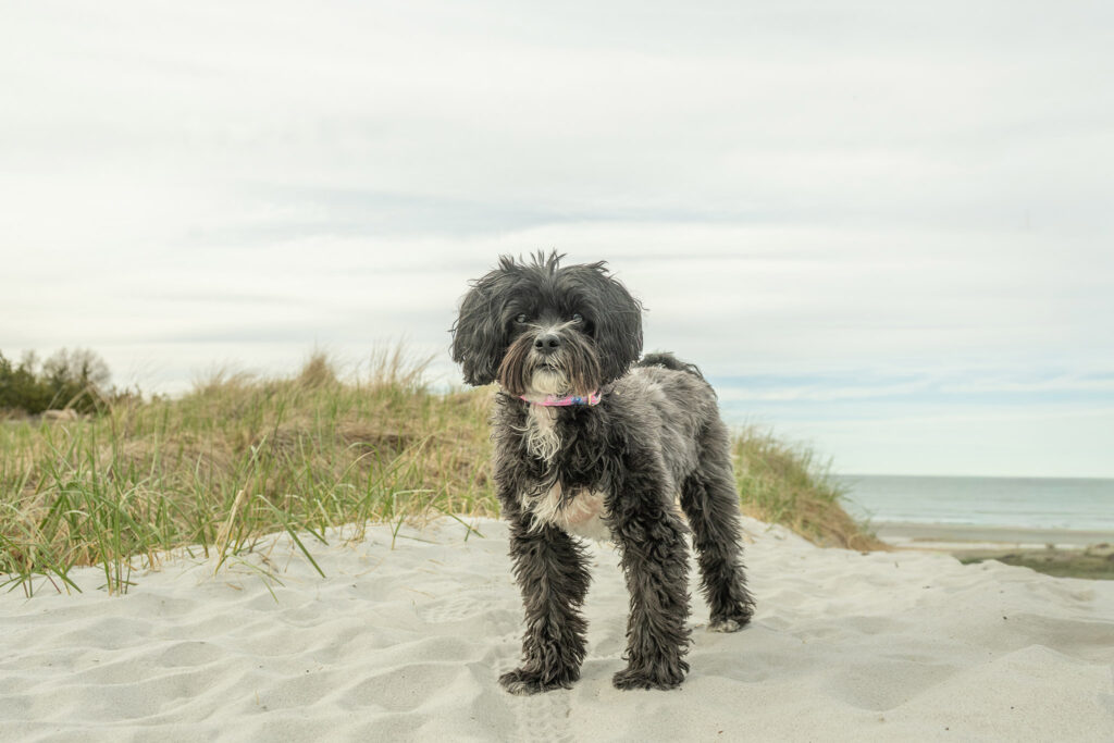 rescue dog photographed at Wingaersheek beach in Gloucester, MA