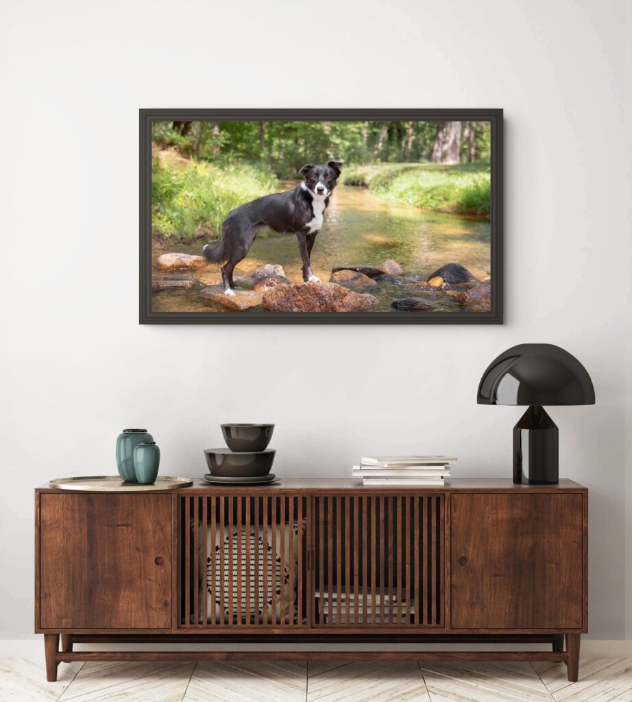 Wall art from a dog photography session in NH