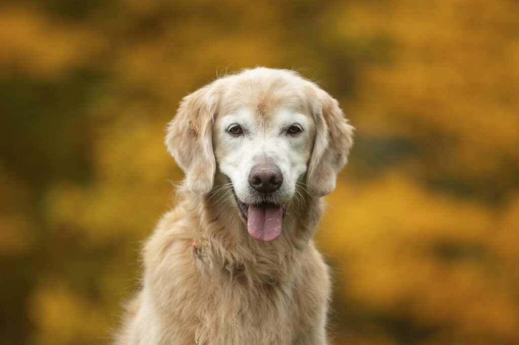 senior dogs fall portraits