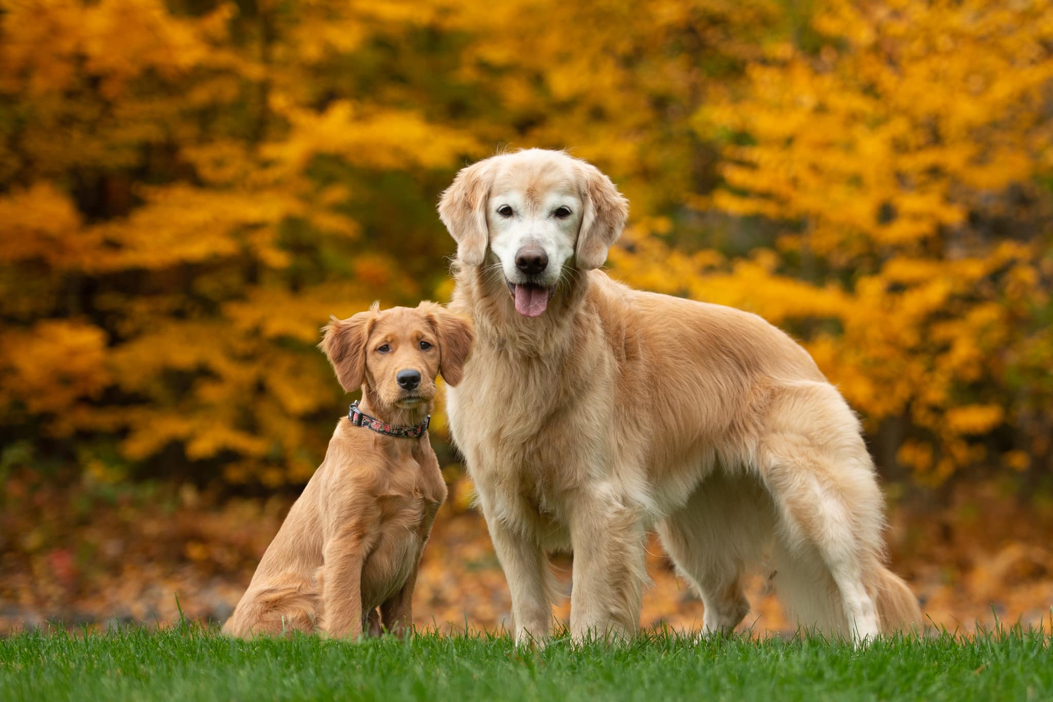 Senior golden retriever and golden retriever puppy during a fall pet photography session.

