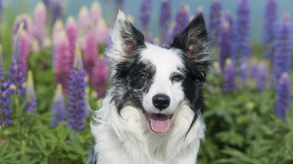 Blue Merle Border Collie, lupine field, spring, Stowe, Vermont