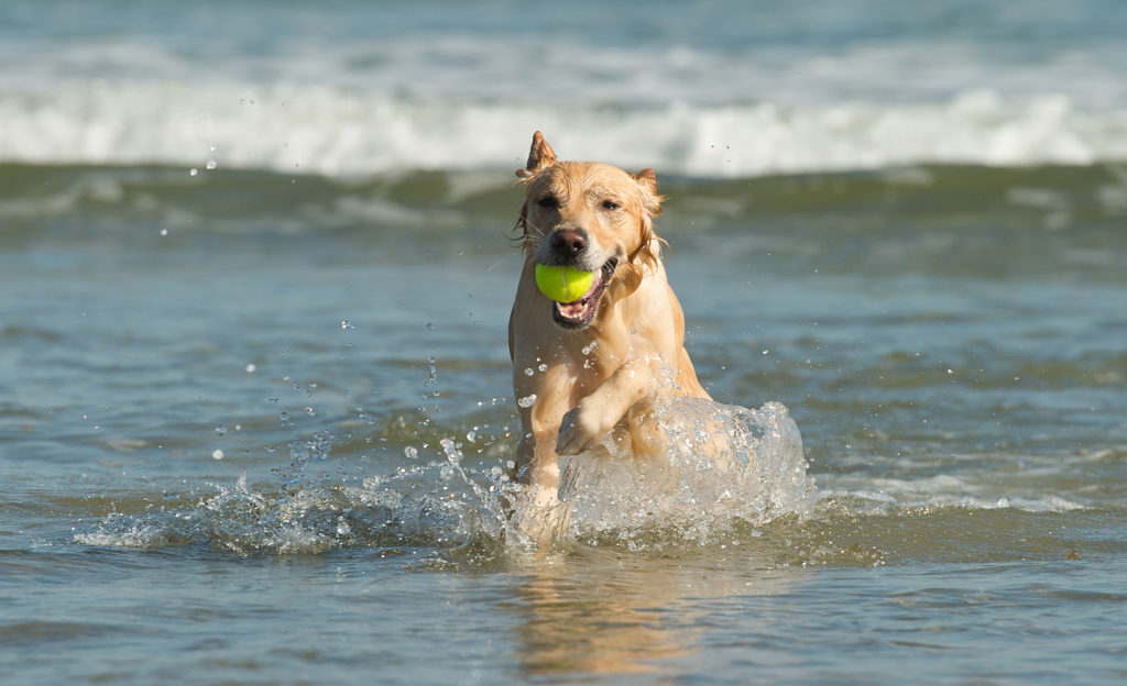 Golden Retriever, ocean, playing fetch, Salisbury Beach, Massachusetts during a spring beach session