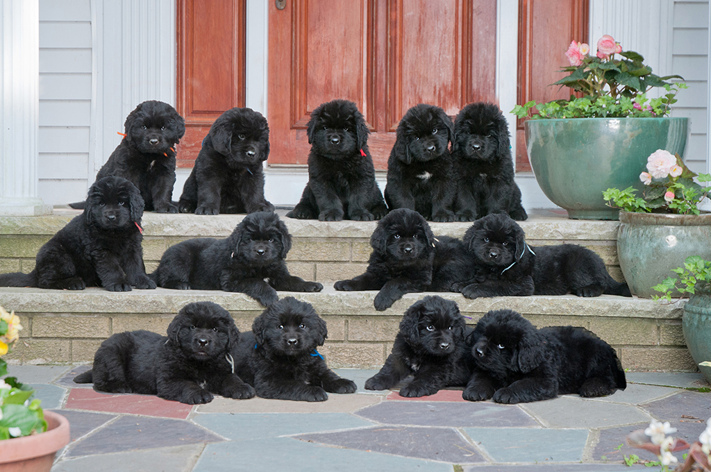 A litter of Newfoundland puppies ready for their new homes. Photographed by Donna Kelliher Photography in Topsfield, Massachusetts