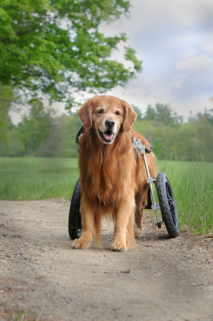 portrait of a senior golden retriever using a wheelchair in New Hampshire from Donna Kelliher Photography,