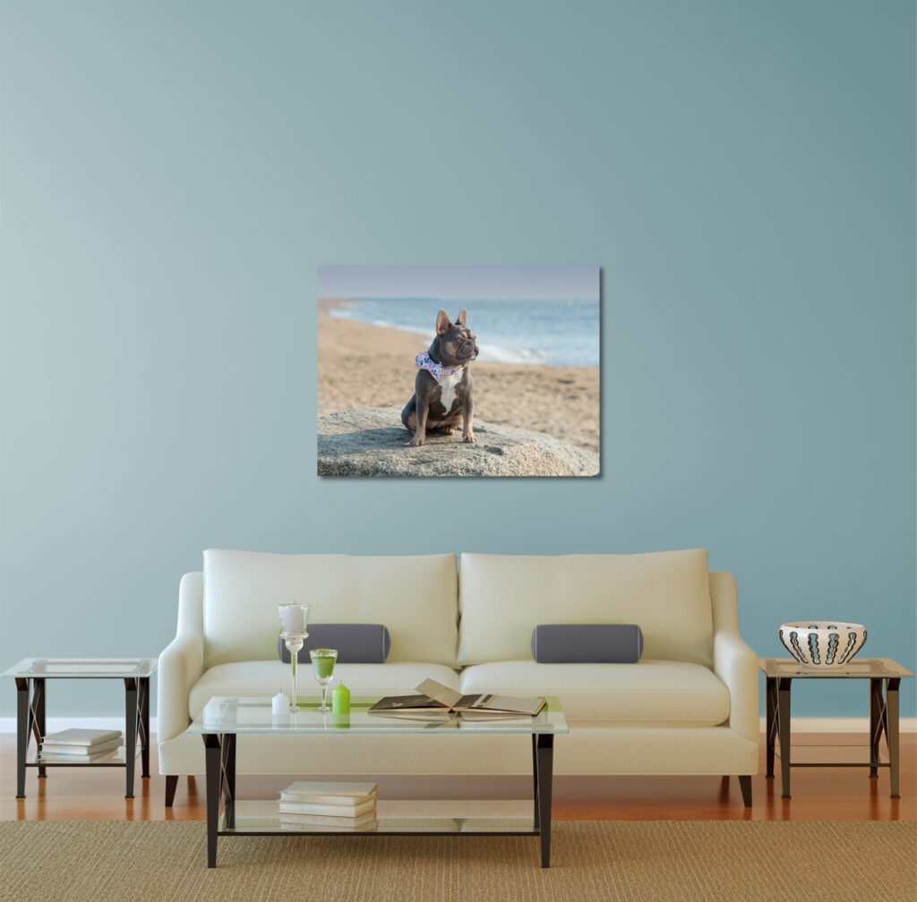 Dog photograph hanging on the wall in a home from Donna Kelliher Photography.