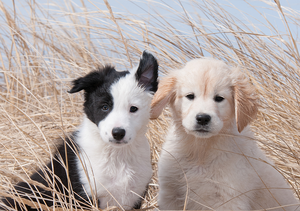 Two puppies on the beach grass in Plum Island, MA by dog photographer Donna Kelliher Photography