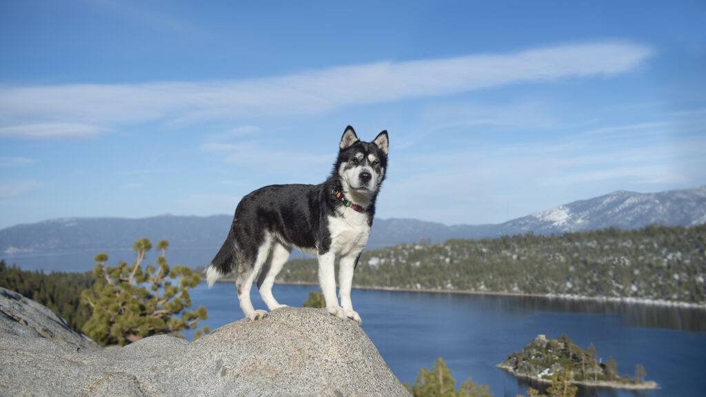 Dog photographer's image of a Husky mix  above lake and mountains